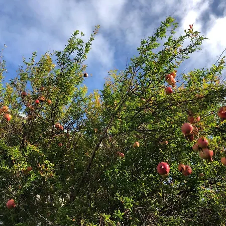 Casa Palmeira - Mit Meerblick Dom wakacyjny *