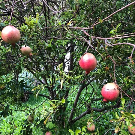 Casa Palmeira - Mit Meerblick Dom wakacyjny Caniço
