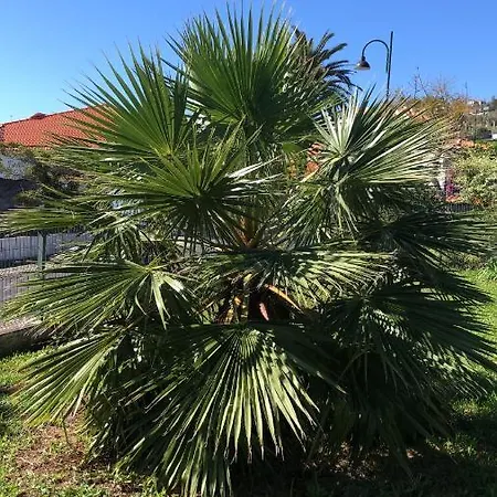 Feriehus Casa Palmeira - Mit Meerblick