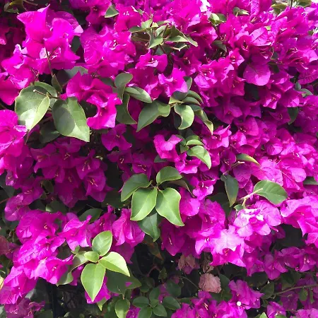 Casa Palmeira - Mit Meerblick * Caniço