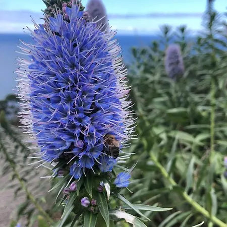 Casa Palmeira - Mit Meerblick Caniço